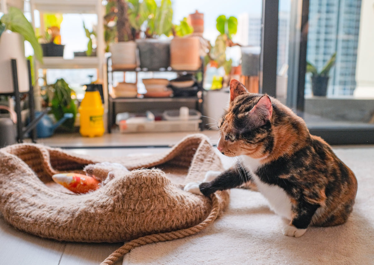 Echte redaktionelle Stockfotografie zum Artikel: Die verrückten fünf Minuten: Was hinter den Zoomies deiner Katze steckt