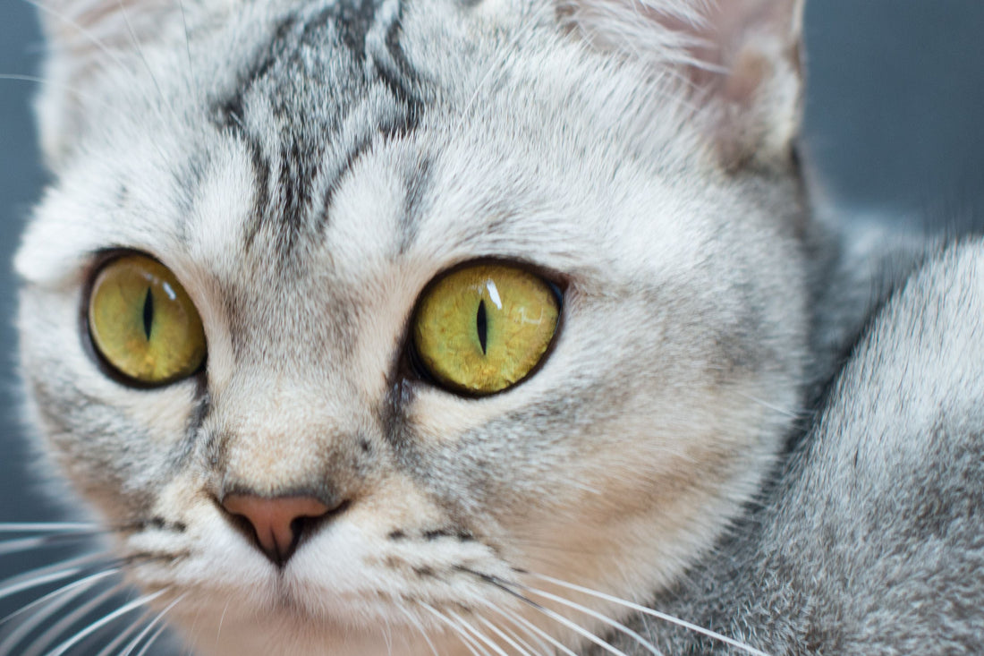 Echte redaktionelle Stockfotografie zum Artikel: Was deine Katze dir wirklich sagen will: Augen, Ohren und Schwanz verstehen