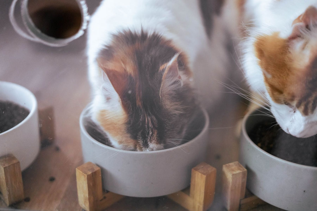 Echte redaktionelle Stockfotografie zum Artikel: Zwei Katzen, eine Wohnung: Freundschaft, Grenzen und heimliche Rivalität
