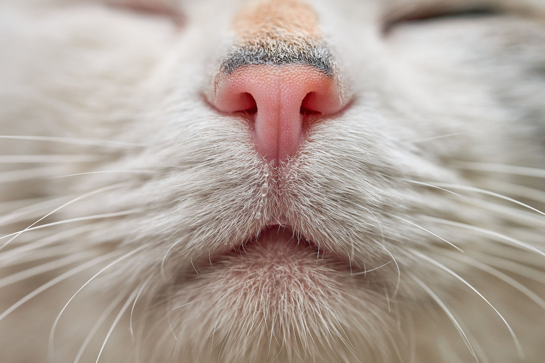 Echte redaktionelle Stockfotografie zum Artikel: Die geheimnisvollen Schnurrhaare: Was Katzen mit ihren Vibrissen erspüren