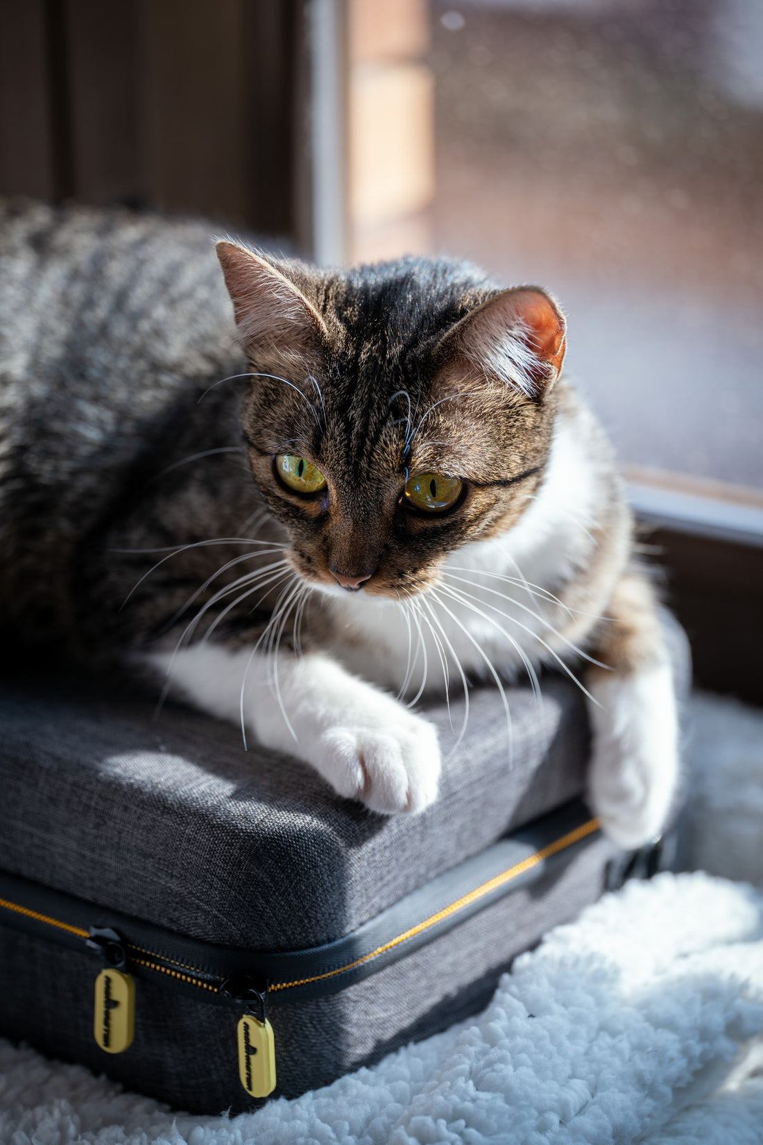Echte redaktionelle Stockfotografie zum Artikel: Versteht deine Katze, wenn du in die Ferien fährst? So sorgst du gut vor