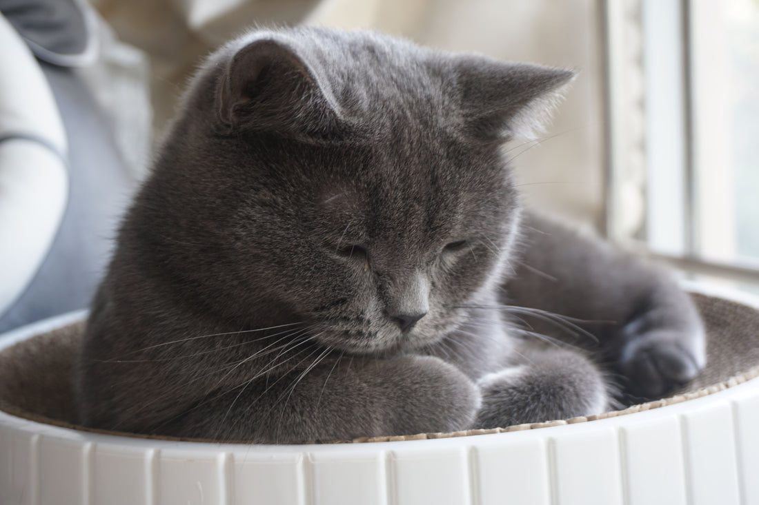 Echte redaktionelle Stockfotografie zum Artikel: Wenn deine Katze älter wird: Die leisen Veränderungen erkennen